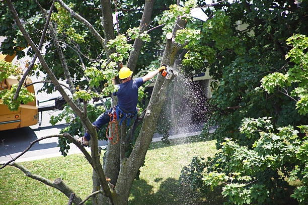 Professional Tree Services in Rochester, WA